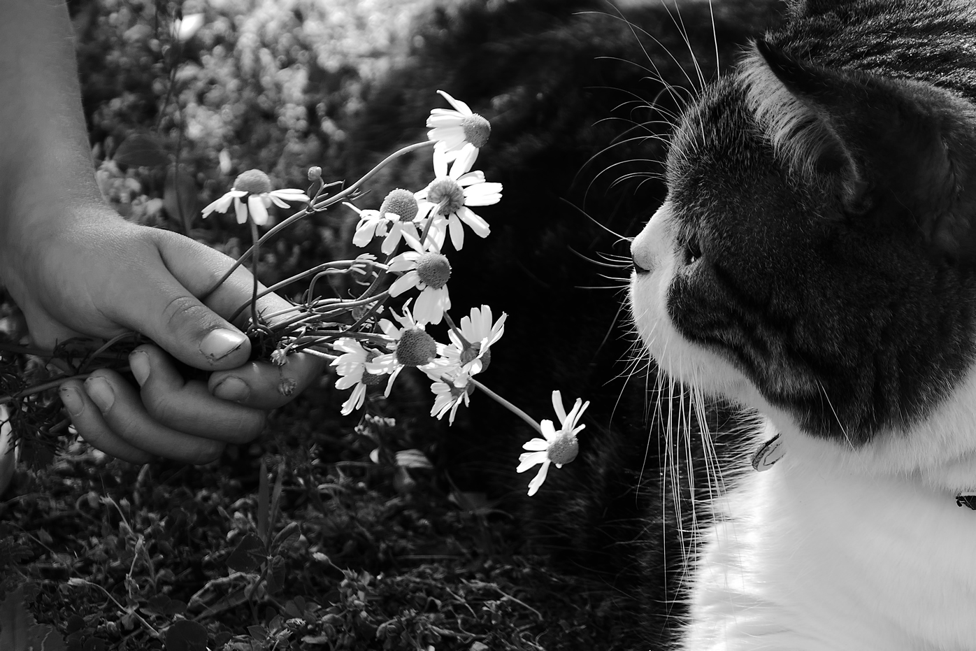 Funeral de pet em vitoria