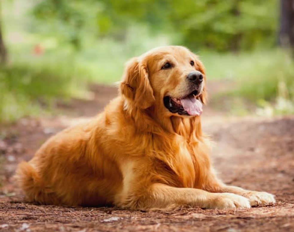 Funeral de pet em vitoria