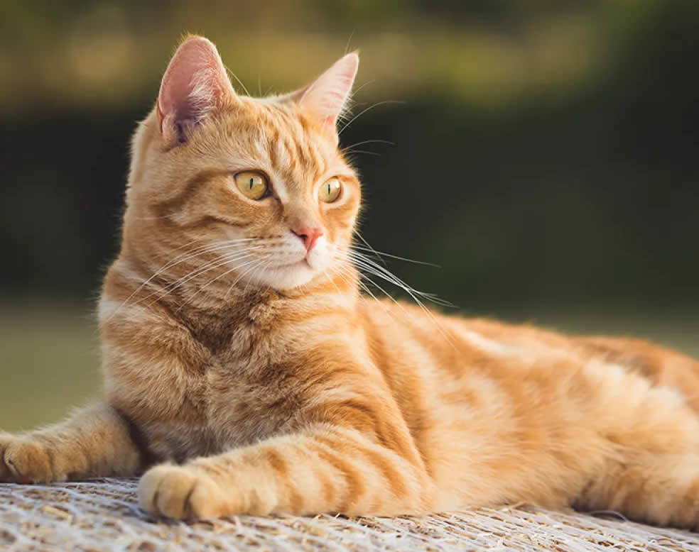 Funeral de pet em vitoria