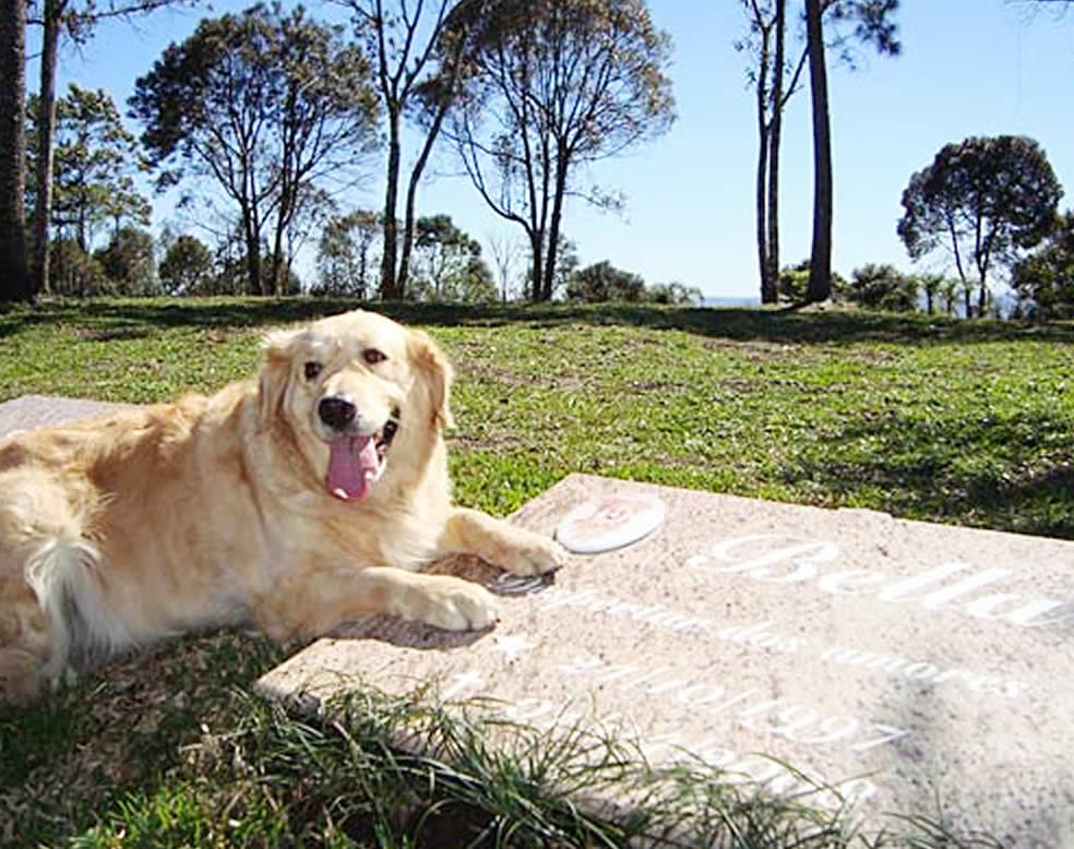 Funeral de pet em vitoria